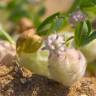 Fotografia 6 da espécie Trifolium tomentosum do Jardim Botânico UTAD