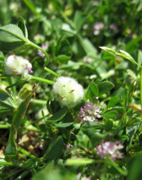 Fotografia 7 da espécie Trifolium tomentosum no Jardim Botânico UTAD