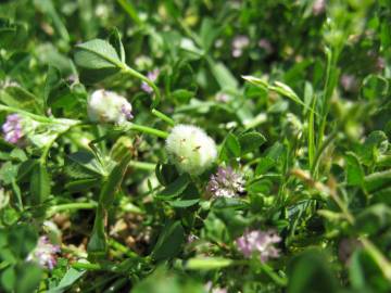 Fotografia da espécie Trifolium tomentosum