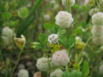 Fotografia da espécie Trifolium tomentosum