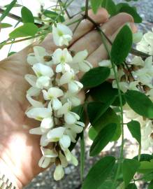 Fotografia da espécie Robinia pseudoacacia