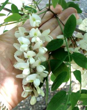 Fotografia 7 da espécie Robinia pseudoacacia no Jardim Botânico UTAD