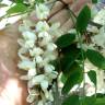 Fotografia 7 da espécie Robinia pseudoacacia do Jardim Botânico UTAD