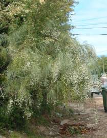 Fotografia da espécie Retama monosperma