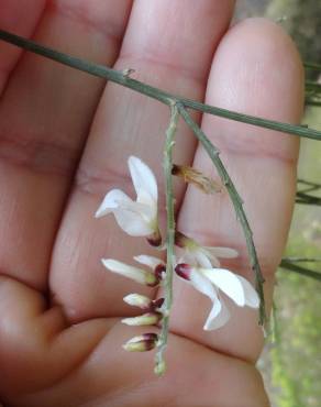 Fotografia 8 da espécie Retama monosperma no Jardim Botânico UTAD