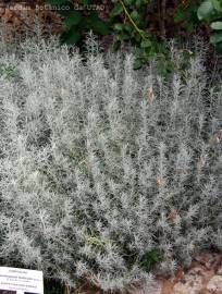 Fotografia da espécie Helichrysum italicum subesp. picardi