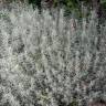 Fotografia 2 da espécie Helichrysum italicum subesp. picardi do Jardim Botânico UTAD