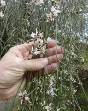 Fotografia 10 da espécie Retama monosperma no Jardim Botânico UTAD