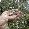 Fotografia 10 da espécie Retama monosperma do Jardim Botânico UTAD