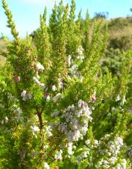 Erica lusitanica