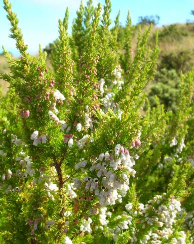 Fotografia de capa Erica lusitanica - do Jardim Botânico