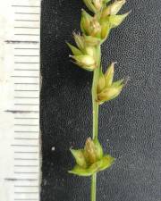 Fotografia da espécie Carex divulsa