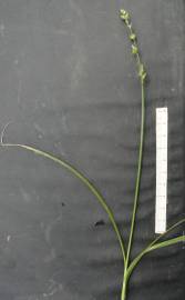 Fotografia da espécie Carex divulsa subesp. divulsa