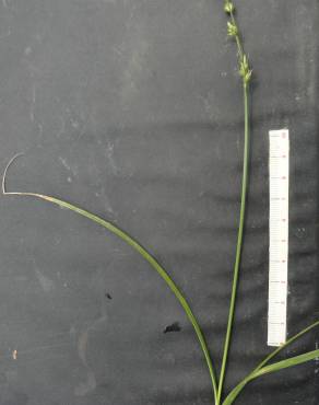 Fotografia 3 da espécie Carex divulsa subesp. divulsa no Jardim Botânico UTAD