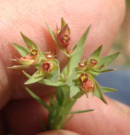 Fotografia da espécie Euphorbia exigua subesp. exigua