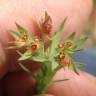 Fotografia 3 da espécie Euphorbia exigua subesp. exigua do Jardim Botânico UTAD