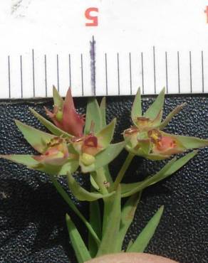 Fotografia 4 da espécie Euphorbia exigua subesp. exigua no Jardim Botânico UTAD