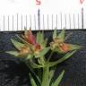Fotografia 4 da espécie Euphorbia exigua subesp. exigua do Jardim Botânico UTAD