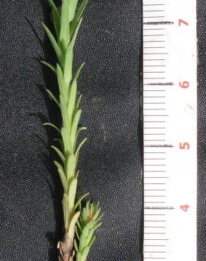 Fotografia 5 da espécie Euphorbia exigua subesp. exigua no Jardim Botânico UTAD