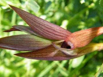 Fotografia da espécie Serapias parviflora