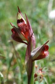 Fotografia da espécie Serapias parviflora