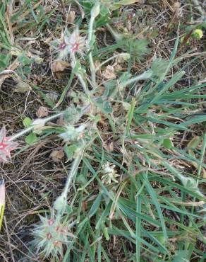 Fotografia 7 da espécie Trifolium stellatum no Jardim Botânico UTAD