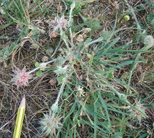 Fotografia da espécie Trifolium stellatum