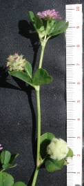 Fotografia da espécie Trifolium tomentosum