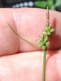 Fotografia da espécie Carex extensa