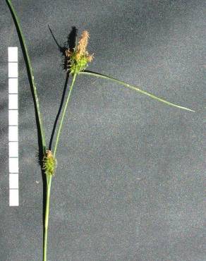 Fotografia 4 da espécie Carex extensa no Jardim Botânico UTAD