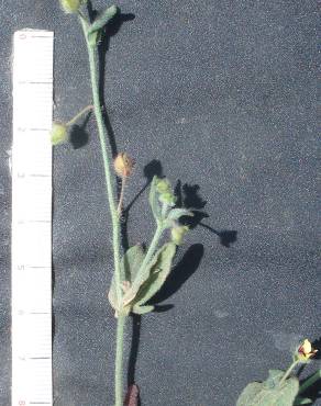 Fotografia 4 da espécie Tuberaria guttata no Jardim Botânico UTAD
