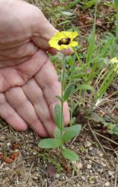 Fotografia da espécie Tuberaria guttata