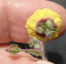Fotografia da espécie Tuberaria guttata