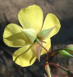 Fotografia da espécie Xolantha tuberaria