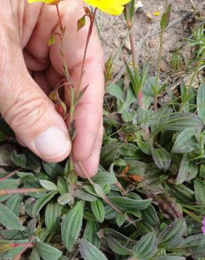 Fotografia 7 da espécie Xolantha tuberaria no Jardim Botânico UTAD