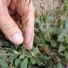 Fotografia 7 da espécie Xolantha tuberaria do Jardim Botânico UTAD