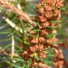 Fotografia 1 da espécie Erica scoparia subesp. scoparia do Jardim Botânico UTAD