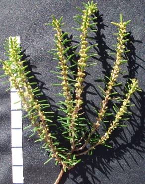 Fotografia 5 da espécie Erica scoparia subesp. scoparia no Jardim Botânico UTAD