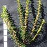 Fotografia 5 da espécie Erica scoparia subesp. scoparia do Jardim Botânico UTAD