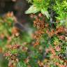 Fotografia 6 da espécie Erica scoparia subesp. scoparia do Jardim Botânico UTAD