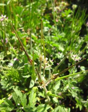 Fotografia 9 da espécie Erodium moschatum no Jardim Botânico UTAD