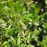 Fotografia 9 da espécie Erodium moschatum do Jardim Botânico UTAD