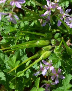 Fotografia 10 da espécie Erodium moschatum no Jardim Botânico UTAD