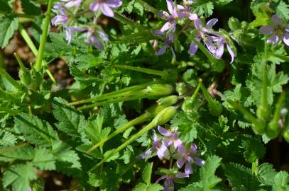 Fotografia da espécie Erodium moschatum