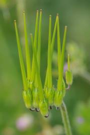 Fotografia da espécie Erodium moschatum