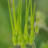 Fotografia 12 da espécie Erodium moschatum do Jardim Botânico UTAD