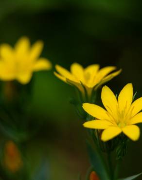 Fotografia 6 da espécie Blackstonia perfoliata subesp. intermedia no Jardim Botânico UTAD