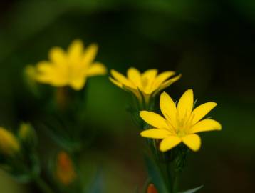 Fotografia da espécie Blackstonia perfoliata subesp. intermedia