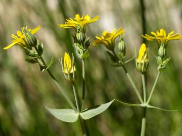 Fotografia da espécie Blackstonia perfoliata subesp. intermedia