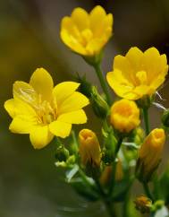 Blackstonia perfoliata subesp. intermedia